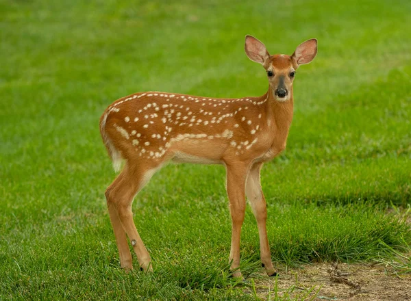 Een Witstaarthert Fawn Met Vlekken Een Weide Zomer — Stockfoto