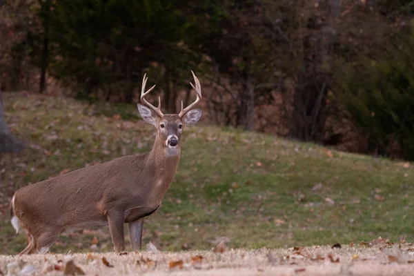 White Tailed Deer Eight Point Buck Meadow Fall — Stock Photo, Image