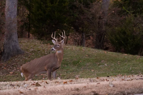 ak kuyruklu geyik sekiz maddelik buck sonbaharda bir çayırda.