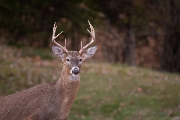 White Tailed Deer Eight Point Buck Meadow Fall — Stock Photo, Image