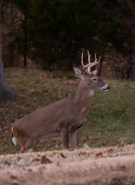 White Tailed Deer Eight Point Buck Meadow Fall — Stock Photo, Image