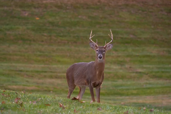 白尾鹿八点降压在草地上秋天 — 图库照片