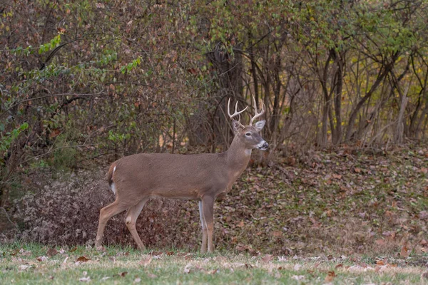 Ak kuyruklu geyik sağ noktası buck Missouri Mississippi Nehri yakınındaki ormanda kenarı boyunca çalışır