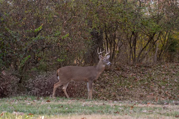 Ak kuyruklu geyik sağ noktası buck Missouri Mississippi Nehri yakınındaki ormanda kenarı boyunca çalışır