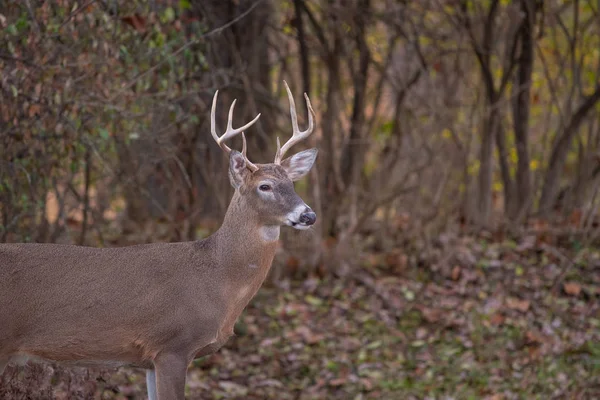 Ak kuyruklu geyik sağ noktası buck Missouri Mississippi Nehri yakınındaki ormanda kenarı boyunca çalışır
