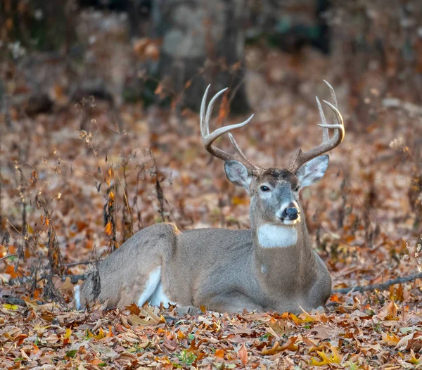 Ein Großes Weißschwanzhirsch Gebettet Dpwm Herbstblätter Waldrand — Stockfoto