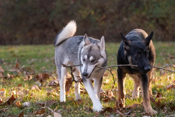 Siberian Husky German Shepherd Both Six Month Old Puppies Play — Stock Photo, Image