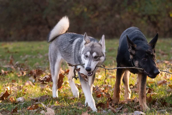 Siberian Husky Och Schäfer Båda Sex Månader Gamla Valpar Spela — Stockfoto