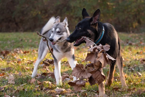 Husky Sibérien Berger Allemand Tous Deux Âgés Six Mois Jouent — Photo