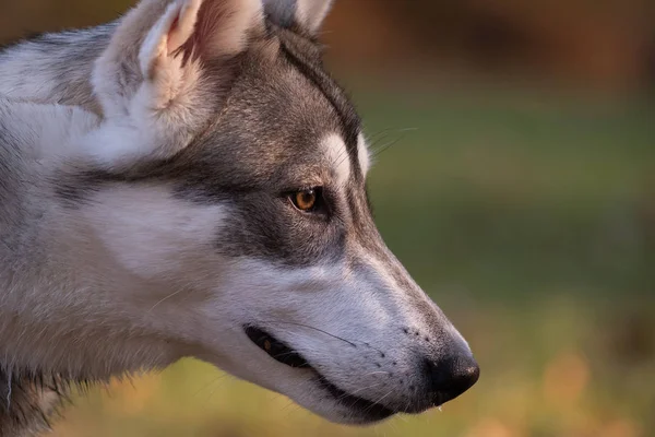 Altı aylık Sibirya husky portresi