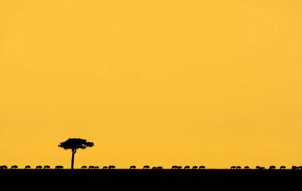 Una Línea Ñus Atardecer Masai Mara Game Reserve Kenia —  Fotos de Stock