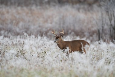Büyük ak kuyruklu geyik buck bir Frost ilk ışıkta çayır kaplı.