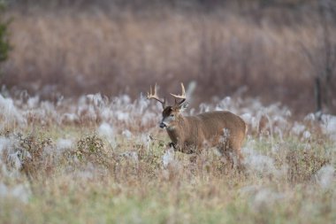 Büyük ak kuyruklu geyik buck bir Frost ilk ışıkta çayır kaplı.
