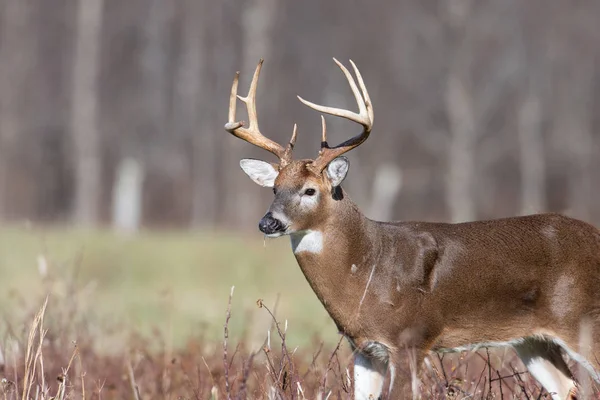 Large White Tailed Deer Buck Open Meadow Smoky Mountain National — Stock Photo, Image