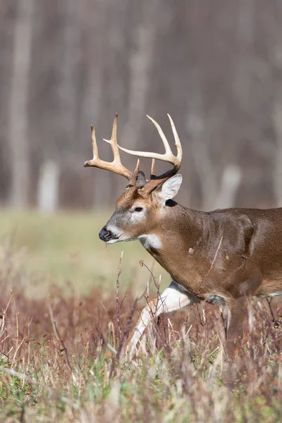 Grand Cerf Virginie Dans Une Prairie Ouverte Parc National Smoky — Photo