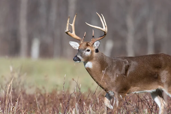 Large White Tailed Deer Buck Open Meadow Smoky Mountain National — Stock Photo, Image