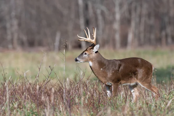 Grand Cerf Virginie Dans Une Prairie Ouverte Parc National Smoky — Photo