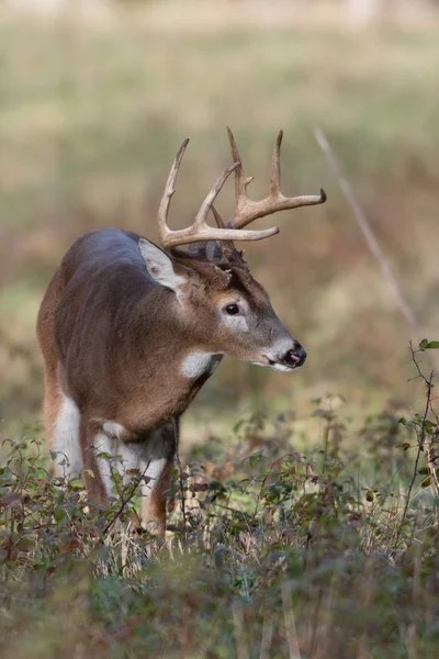 Μεγάλο Λευκό Ουρά Ελάφια Buck Ένα Ανοικτό Πεδίο Στον Καπνιστή — Φωτογραφία Αρχείου