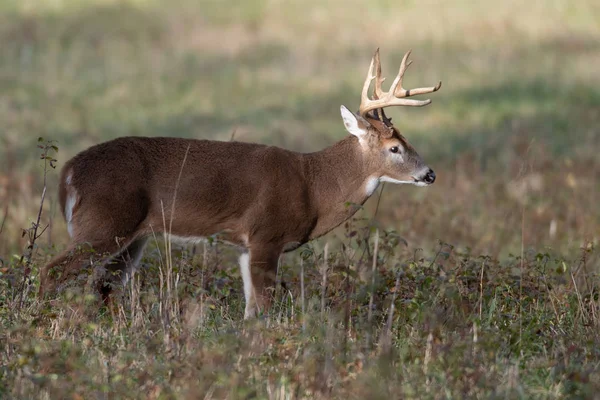 Stora Vitsvanshjort Buck Ett Öppet Fält Smoky Mountains National Park — Stockfoto