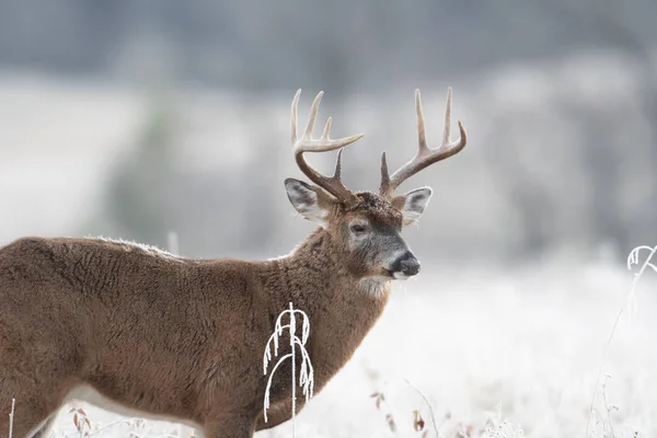 stock image Large white-tailed deer buck in a frost covered meadow at first light.