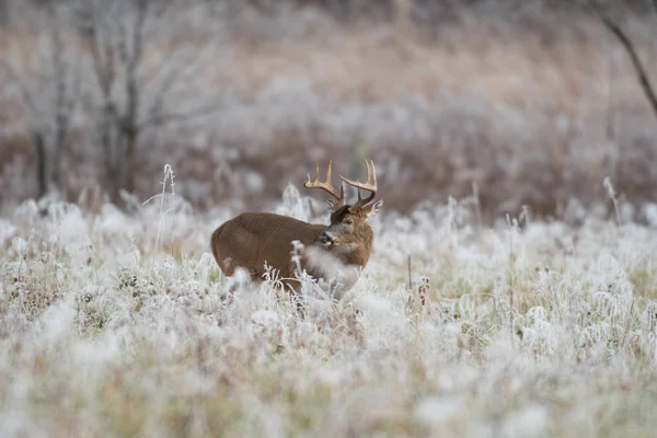 大白尾鹿降压在霜被盖的草甸在第一光 — 图库照片