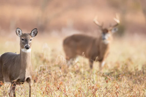 Bielik Doe Pierwszym Planie Dużym Tle Buck Łące Smoky Mountains — Zdjęcie stockowe