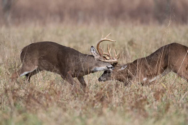 Two White Tailed Deer Bucks Sparring Fighting Open Meadow Smoky — Stock Photo, Image