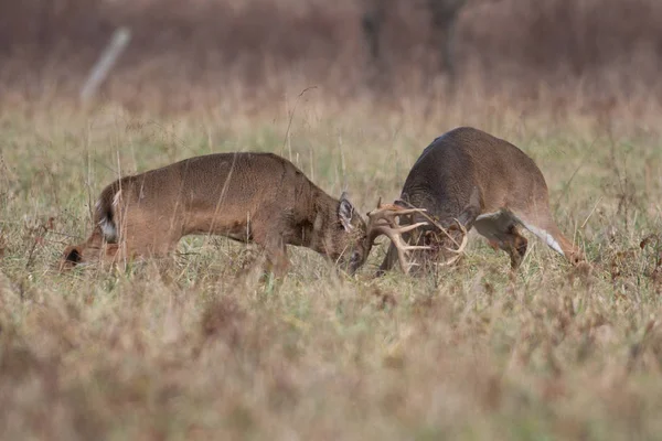 Deux Cerfs Virginie Battent Dans Une Prairie Ouverte Parc National — Photo