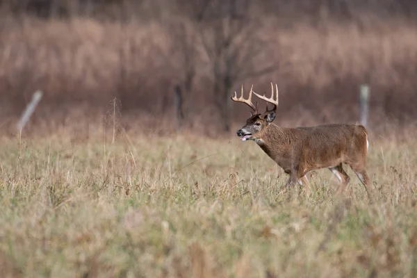 Large White Tailed Deer Buck Standing Open Field Smoky Mountains — Stock Photo, Image