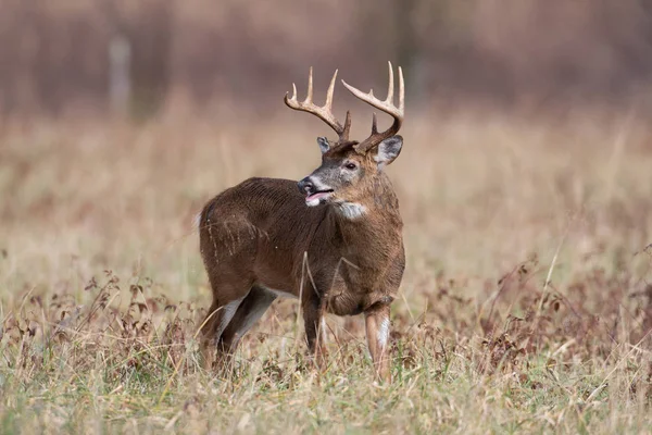 Duże Jeleń Buck Stojący Otwartym Polu Smoky Mountains National Park — Zdjęcie stockowe