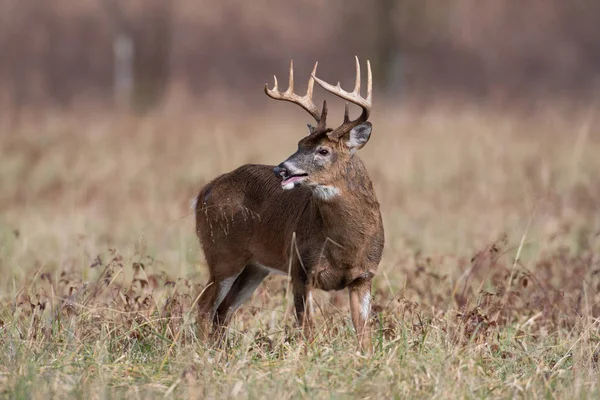 Grand Cerf Virginie Debout Dans Champ Ouvert Dans Parc National — Photo