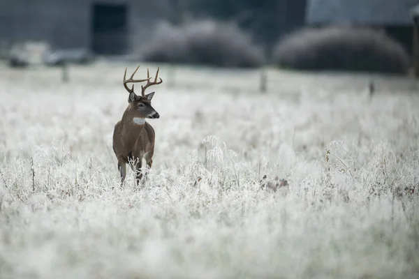 Grote Witstaarthert Bok Een Vorst Bedekt Weide Bij Het Eerste — Stockfoto