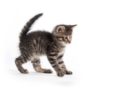 Şirin Bebek tabby yavru kedi pençe beyaz arka plan üzerinde izole kaldırma