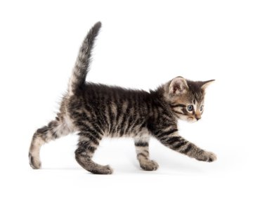 Şirin Bebek tabby yavru kedi pençe beyaz arka plan üzerinde izole kaldırma
