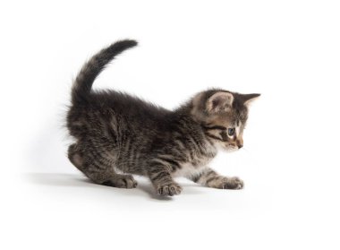 Şirin Bebek tabby yavru kedi pençe beyaz arka plan üzerinde izole kaldırma