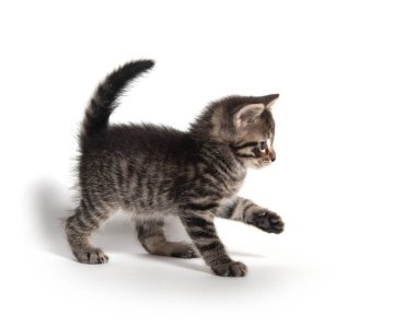 Şirin Bebek tabby yavru kedi pençe beyaz arka plan üzerinde izole kaldırma