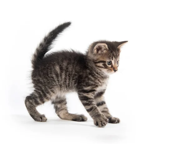 かわいい赤ちゃんとら子猫の前足が白い背景で隔離の解除 — ストック写真