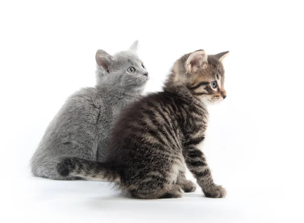 Bonito Bebê Tabby Gatinho Isolado Fundo Branco — Fotografia de Stock