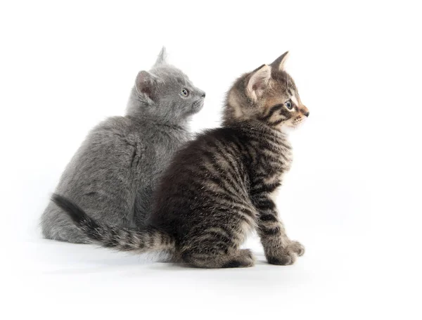 Schattig Baby Tabby Kitten Geïsoleerd Witte Achtergrond — Stockfoto