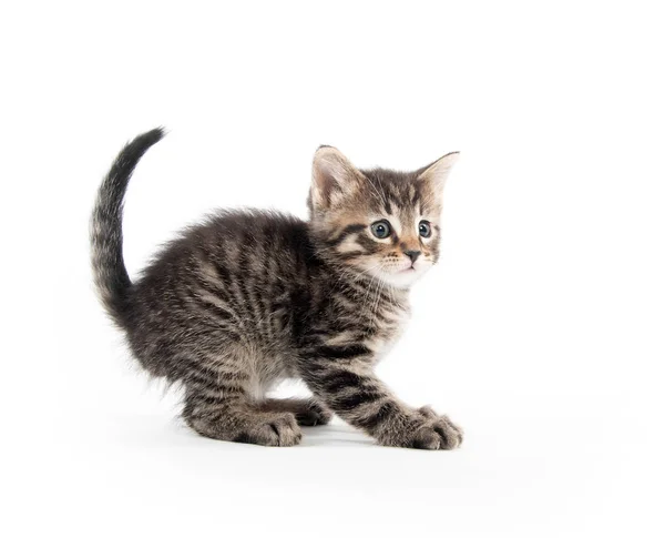 Carino Bambino Tabby Gattino Isolato Sfondo Bianco — Foto Stock