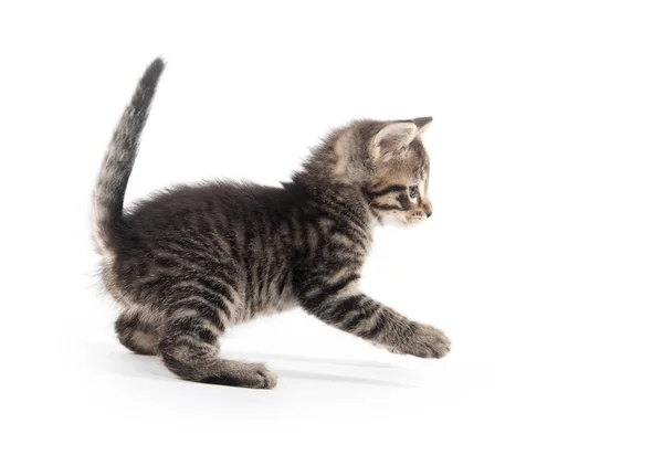 Mignon Bébé Chaton Tabby Isolé Sur Fond Blanc — Photo