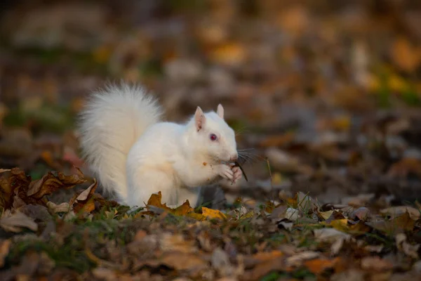 White Squirrel Trees Olney Community Park Olney Illinois — Stock Photo, Image
