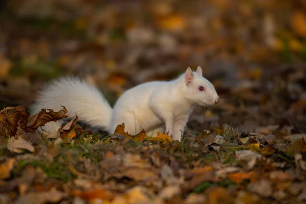 Een Witte Eekhoorn Bomen Olney Gemeenschap Park Olney Illinois — Stockfoto