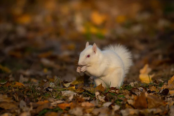 伊利诺伊州奥尔尼社区公园树上的一只白色松鼠 — 图库照片