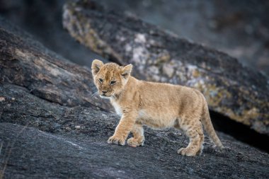 Aslan yavrusu bir kayanın üzerinde