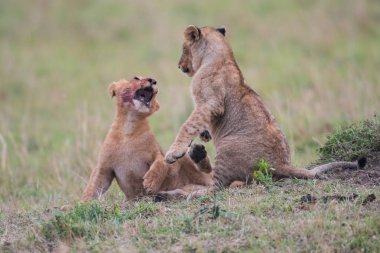 İki aslan yavrularını oynarken