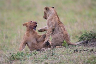 İki aslan yavrularını oynarken