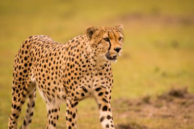 Kenya'daki Masai Mara oyun rezerv, çita