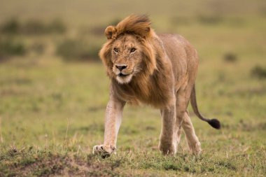 Masai Mara, Kenya erkek Afrika aslanı