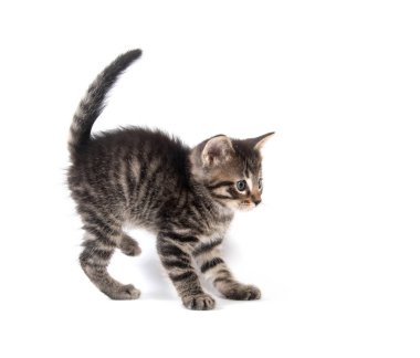 şirin tabby yavru kedi beyaz